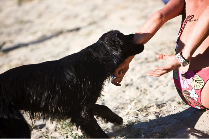 Furry black dog biting a woman’s hand at the beach
